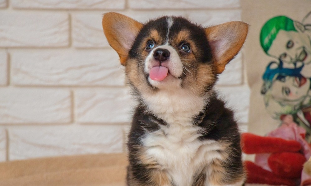 corgi-puppy-sticking-tongue-out