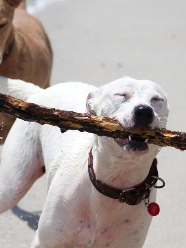 Why Do Dogs Like Sticks? (2022) 11 Reasons for this Odd Love Story