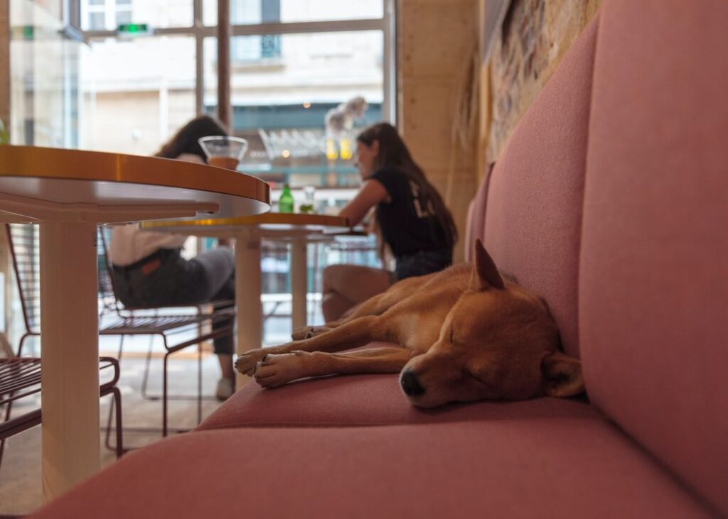 dog-sleeping-in-cafe