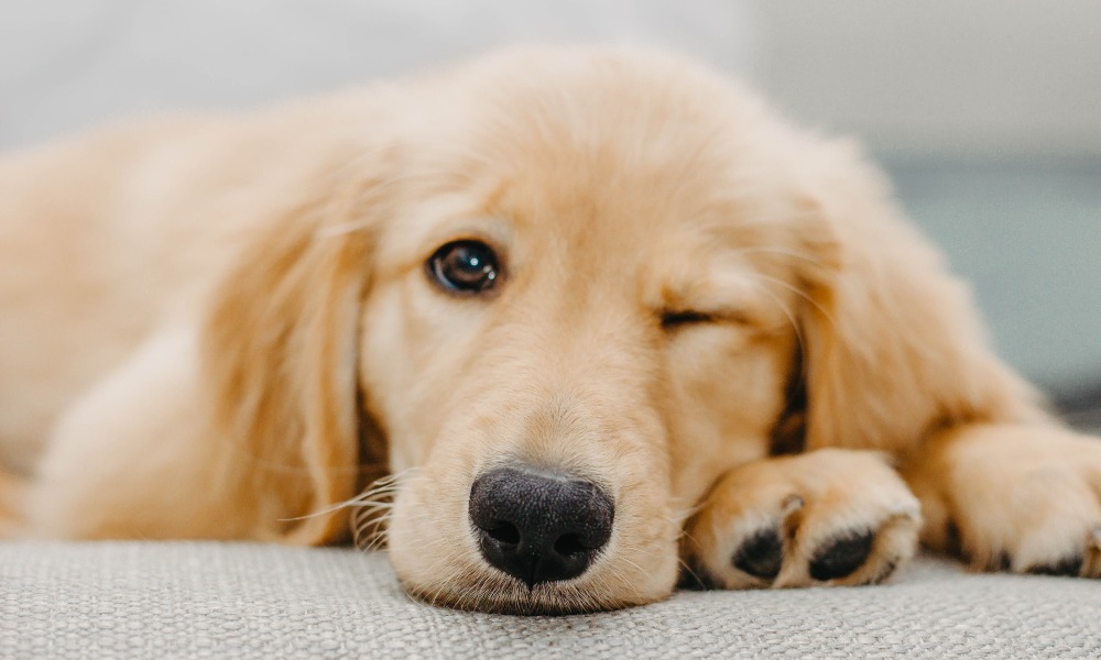 dog-winking-golden-retriever why do dogs wink