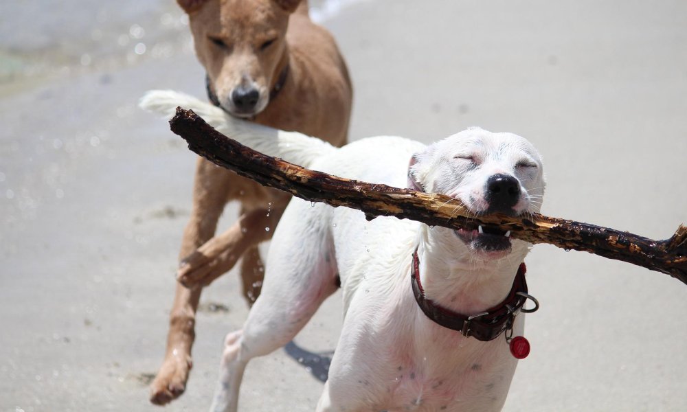 happy-dog-running-with-big-stick