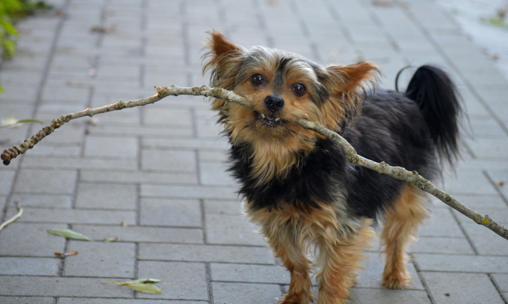 yorkshire-terrier-with-stick