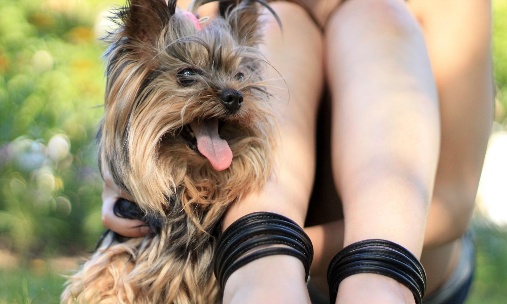 why do dogs stick their tongue out yorkshire terrier