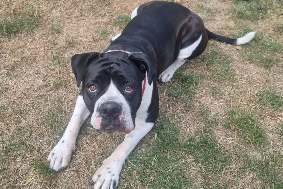 25 Dog Breeds That Look Like Pitbulls but Aren't (2022) I Dog Snobs