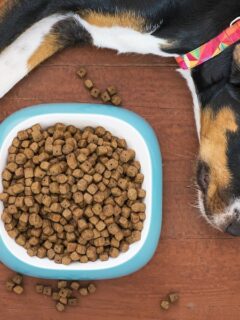 dog-lying-next-to-food-bowl