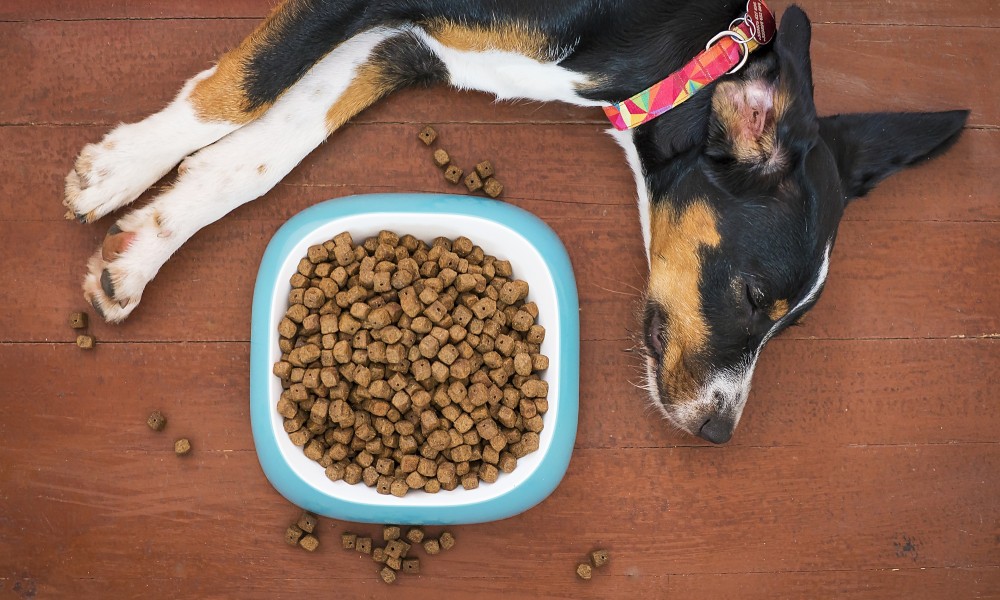 dog-lying-next-to-food-bowl