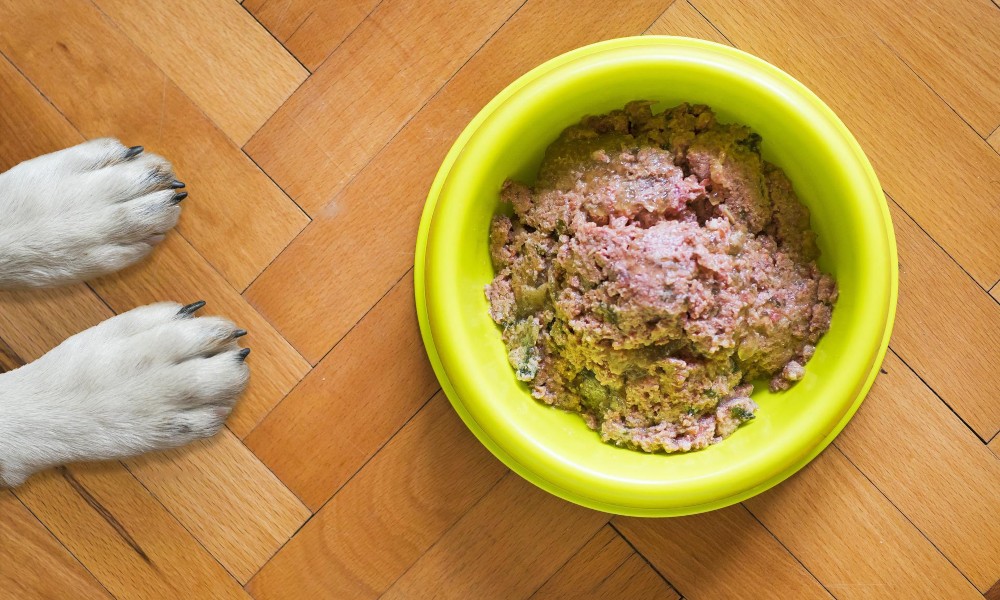 dog-paws-near-food-bowl