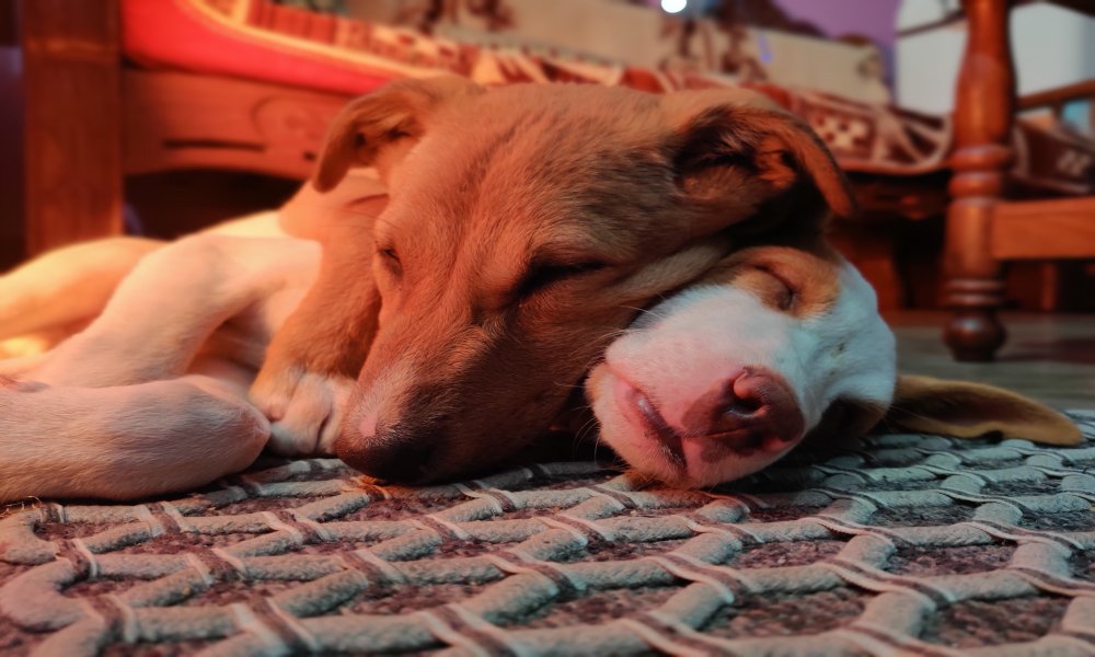 Why Does My Puppy Sleep On My Head? (2022) 9 Reasons 5 dog-sleeping-on-other-dogs-head