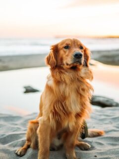 golden-retriever-on-the-beach why does my dog smell like fish