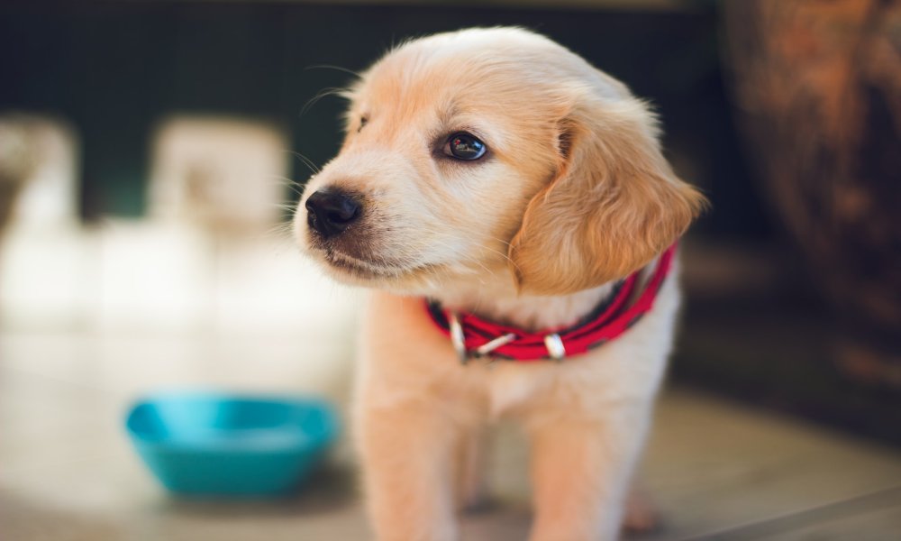 labrador-puppy