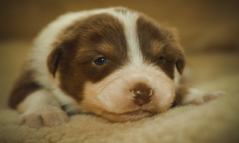 newborn-puppy
