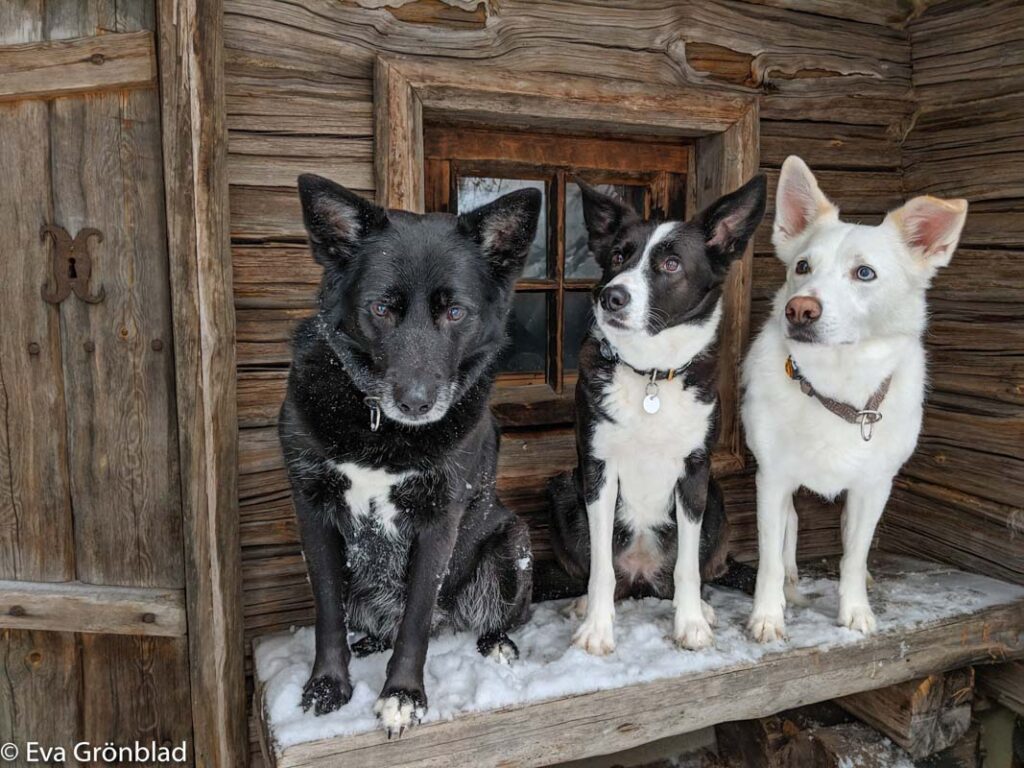 3 german shepherd border collie mix dogs