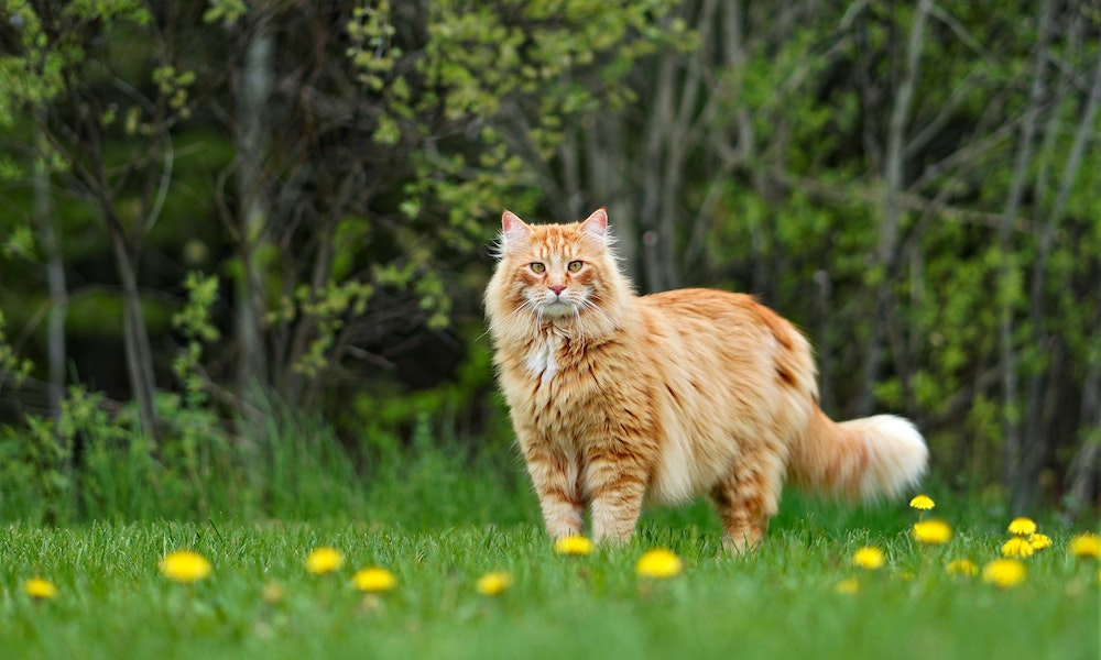 Maine-coon-full-body