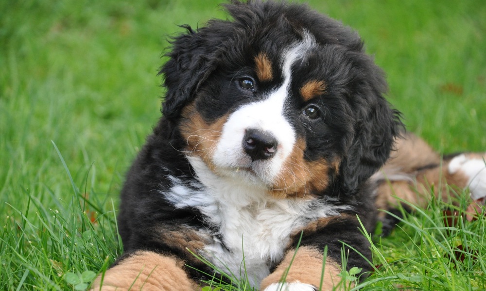 bernese-mountain-dog-puppy-in-field
