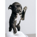 black and white puppy with paw up