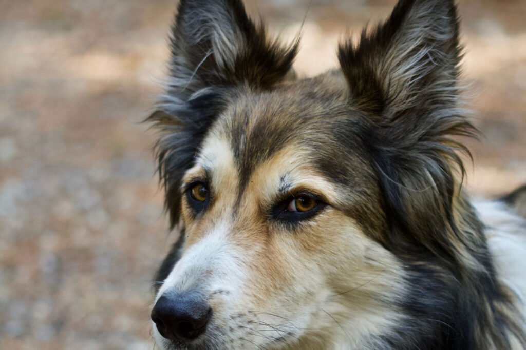 border collie german shepherd dog face