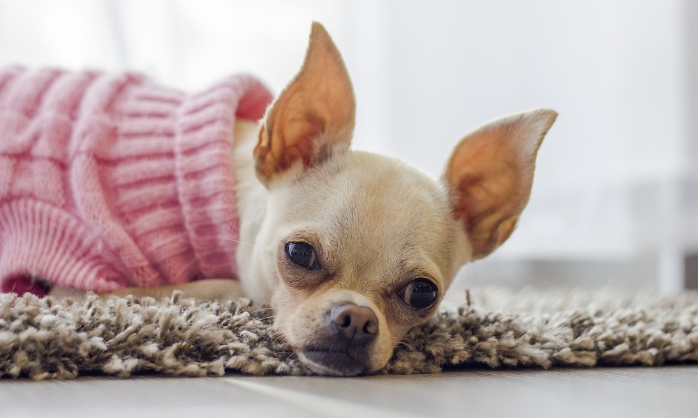 chihuahua-in-a-pink-jersey-lying-down