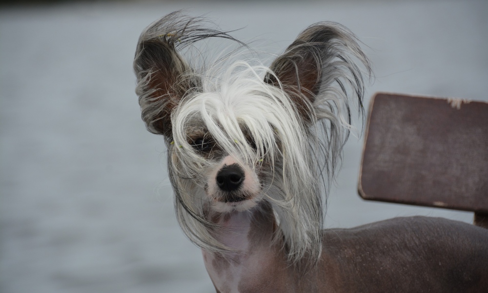 chinese-crested-dog-close-up