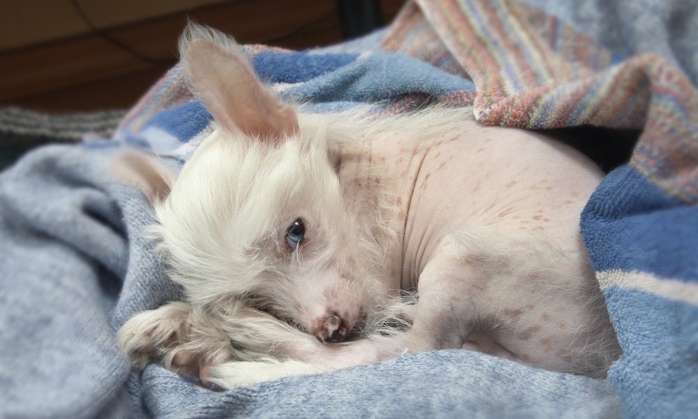 chinese-crested-white-puppy-in-blanket