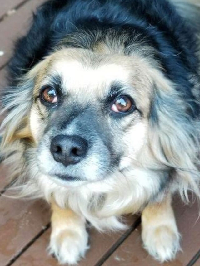 German Shepherd Chihuahua Mix 8 Things Owners Need to Know Story