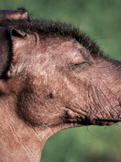 cropped-mexican-hairless-dog-with-eyes-closed-outside.jpeg