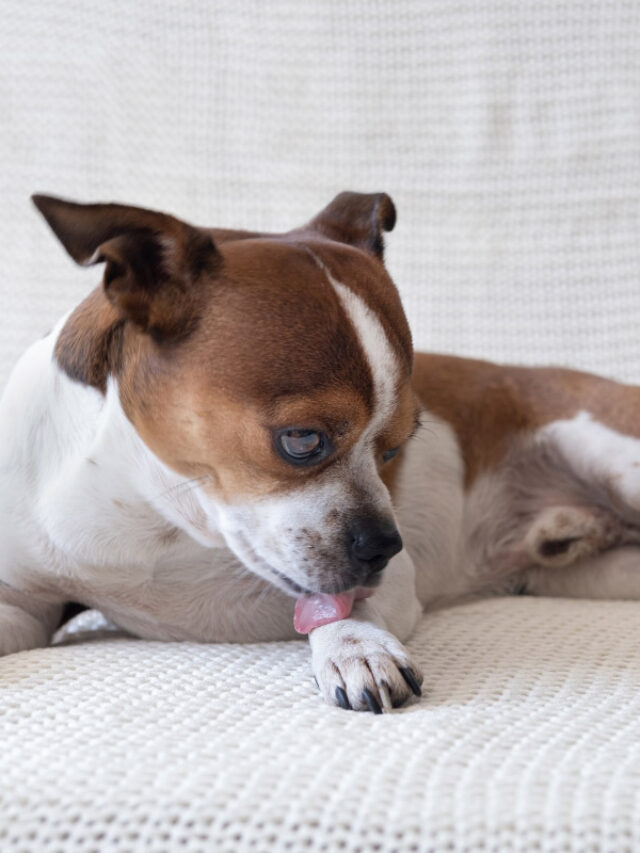 Why Do Puppies Lick Their Paws? 12 Reasons Story