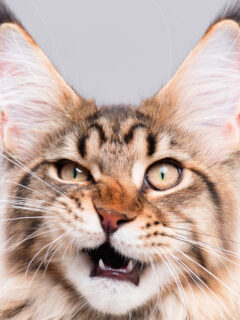 cropped-tabby-maine-coon-cat.jpg