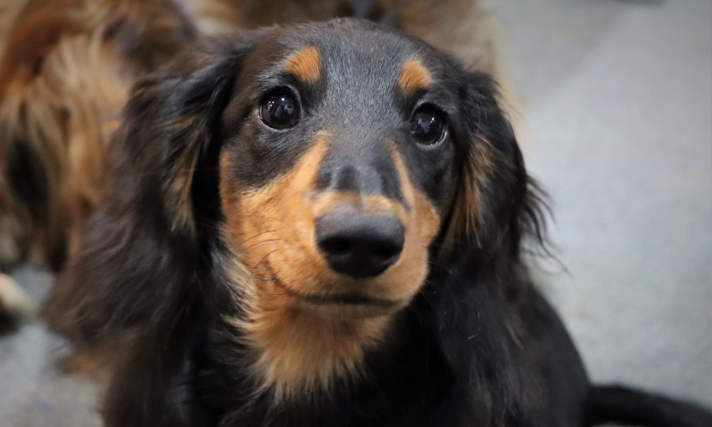 dachshund-close-up