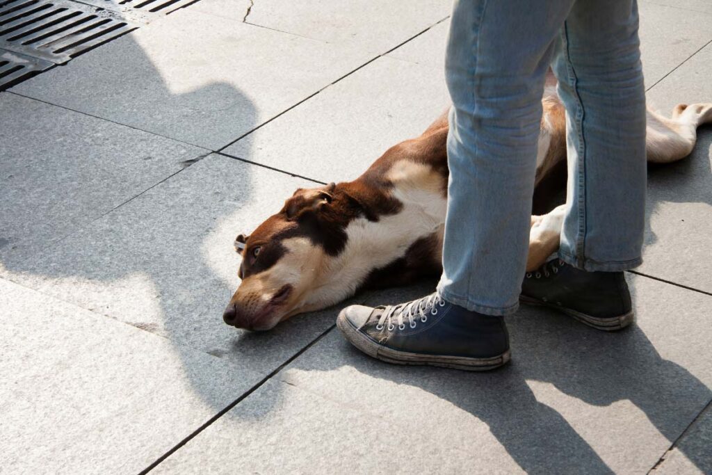 dog lays at man's feet