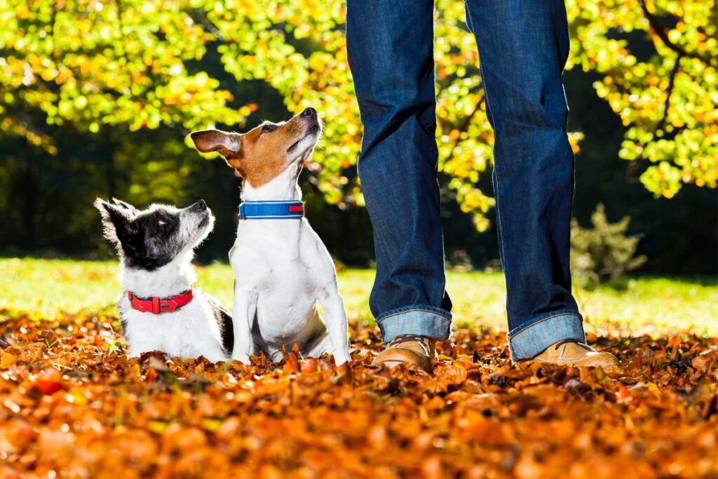 dogs in the leaves with owner