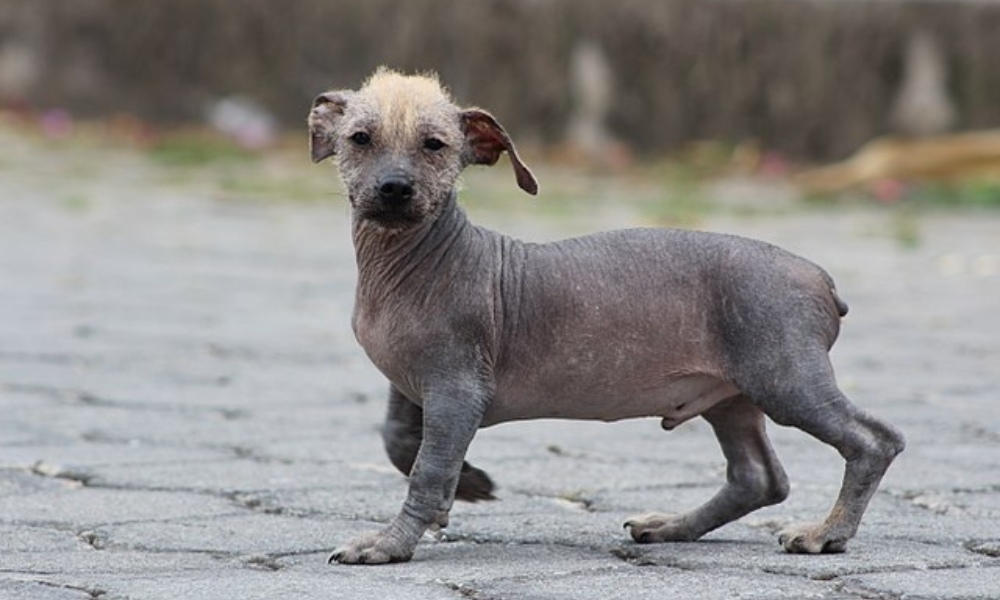 ecuadorian-hairless-dog-walking-in-street
