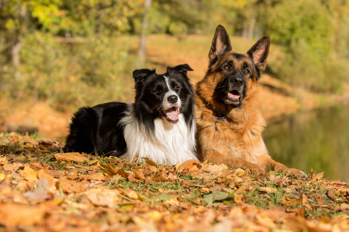 how big is a german shepherd and border collie