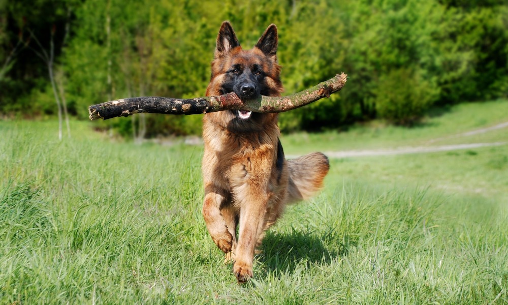 german-shepherd-carrying-a-large-stick-outside