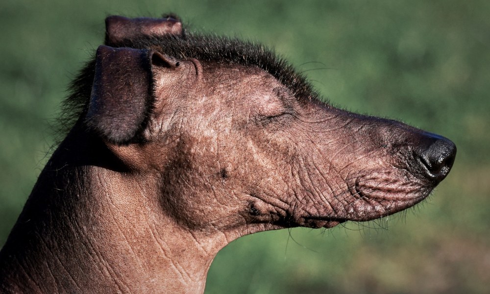 mexican-hairless-dog-with-eyes-closed-outside