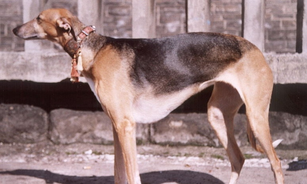 Polish-greyhound