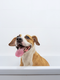 cropped-dog-in-the-bathrub.png