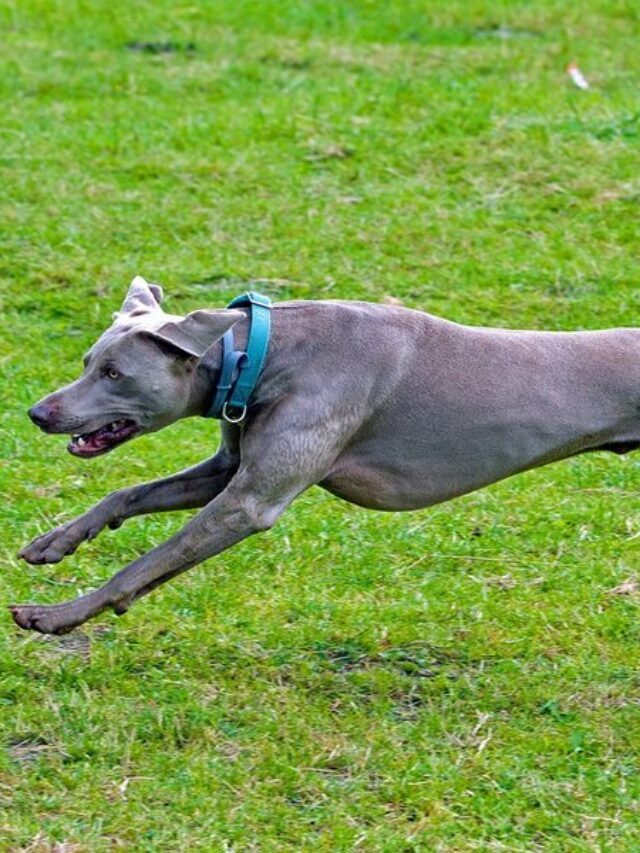 17 Fastest Dog Breeds in the World Story