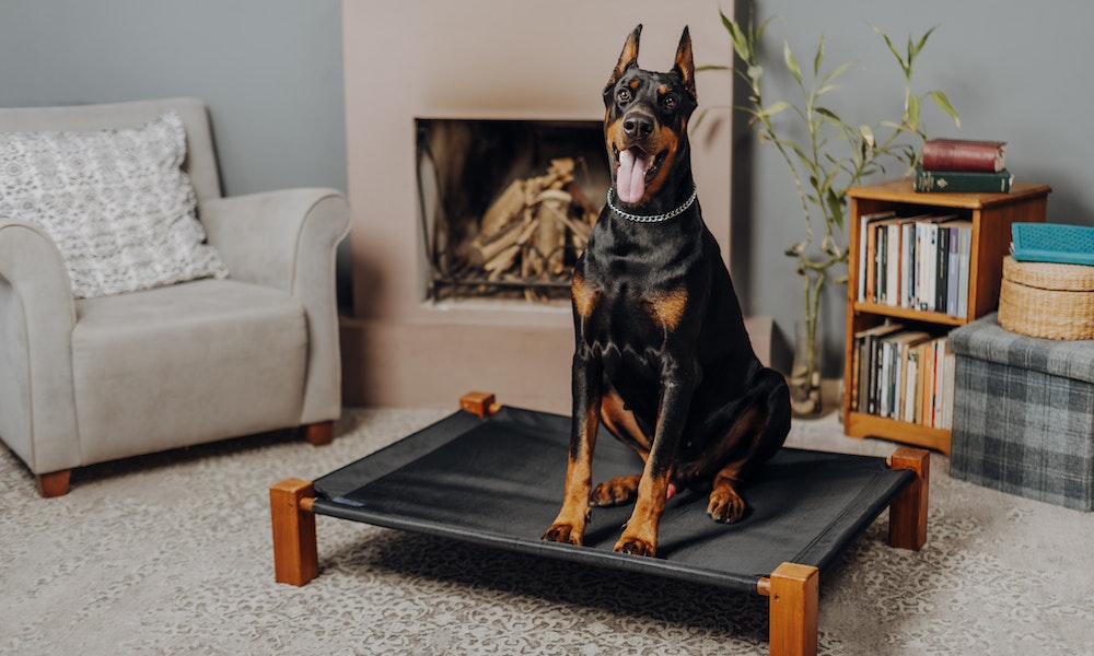 21 Best Emotional Support Dog Breeds (2022) 28 doberman-pinscher