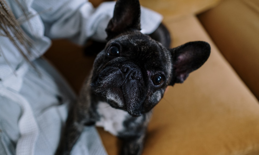 21 Best Emotional Support Dog Breeds (2022) 24 french-bulldog