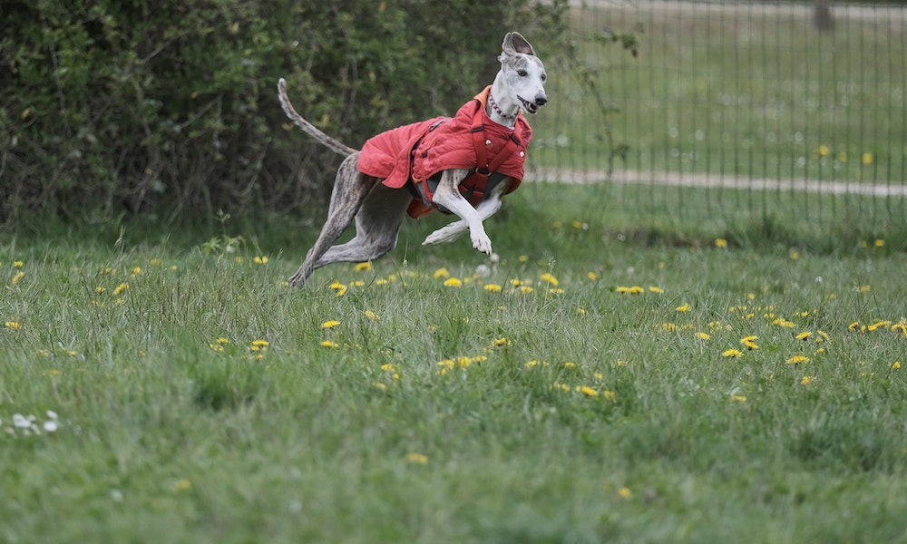 greyhound-running