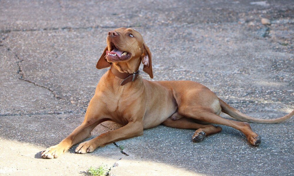 vizsla-dog fastest dog breeds