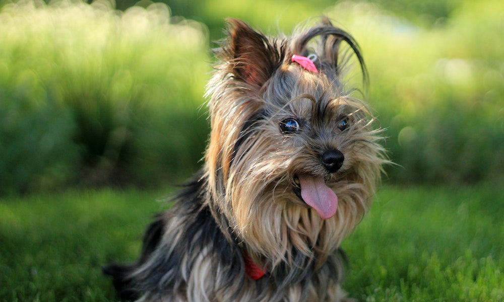 yorkshire-terrier dog breeds that dont smell
