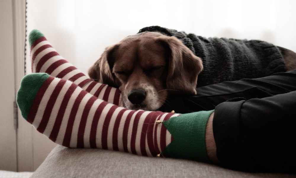 beagle-sleeping-on-feet
