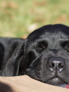 black-dog-sleeping-on-feet