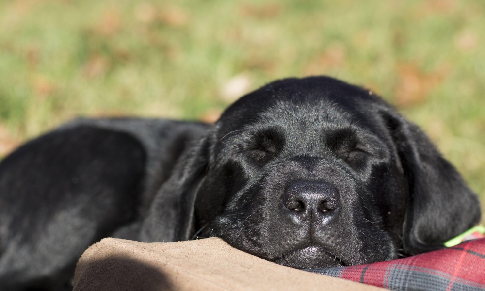 black-dog-sleeping-on-feet