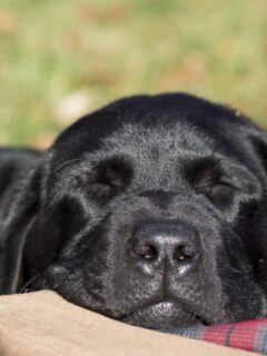 cropped-black-dog-sleeping-on-feet.jpeg