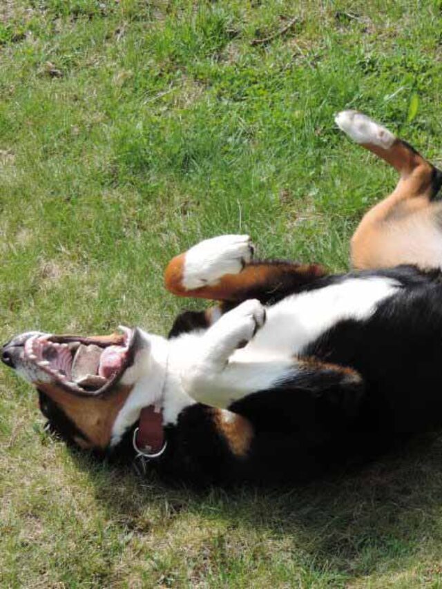 Why Do Dogs Roll On Their Backs and Wiggle? 7 Reasons Story