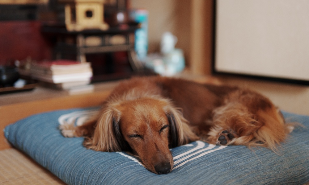 dog-sleeping-on-pillow