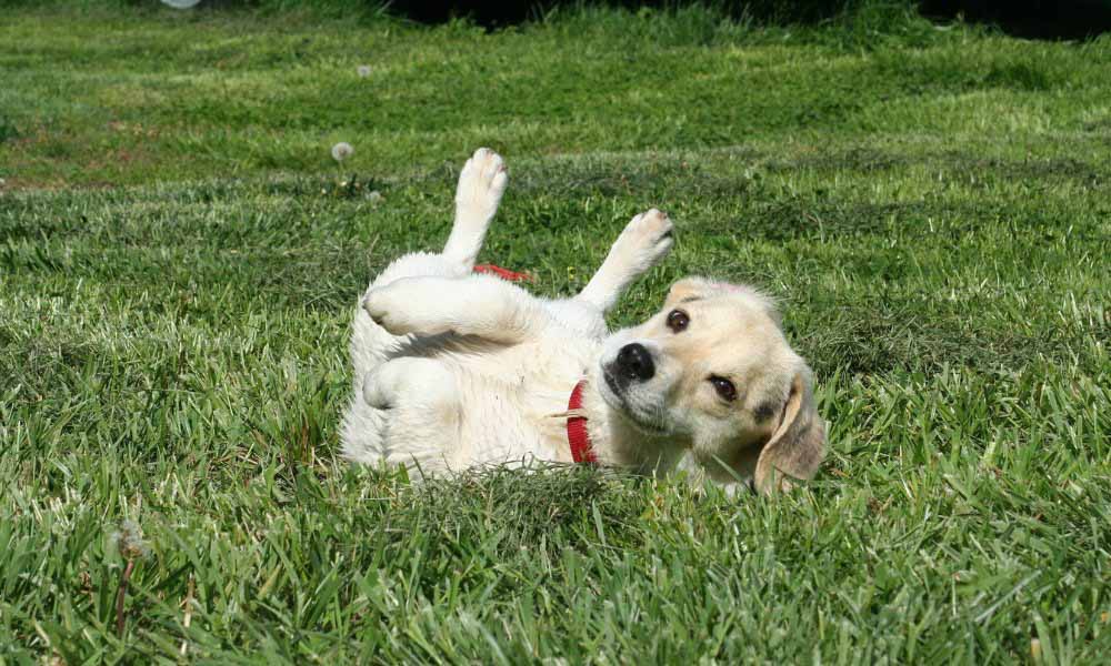 puppy-grass why do dogs roll on their backs and wiggle