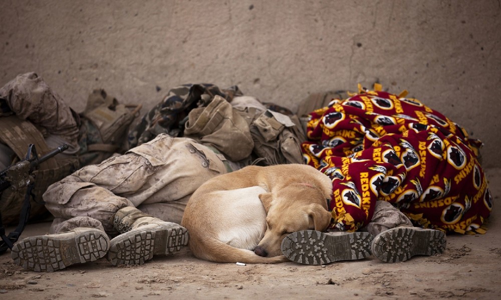 tan-dog-sleeping-by-peoples-feet-on-the-street